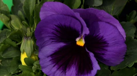 Flowers 28 Stock Footage 330380