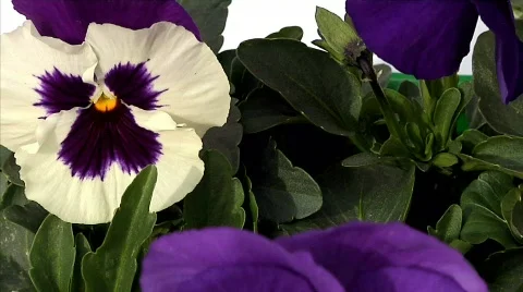 Flowers 29 Stock-Footage 330381
