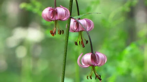 Flowers 29 Video stock 1064889