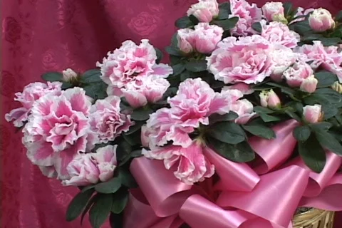 FLOWERS 3 Stock Footage 160655