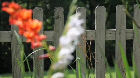 Flowers 3 Stock Footage 760941