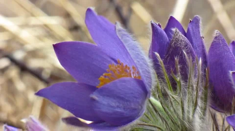 Flowers 3 Stock Footage 1012887