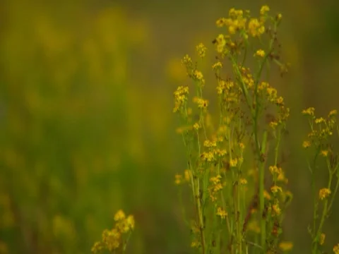 Flowers 3 Stock Footage 8694465