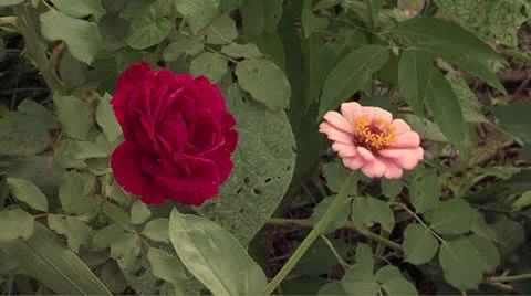 Flowers 3 Video stock 25997642