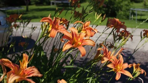 Flowers 3 Stock Footage 77573634