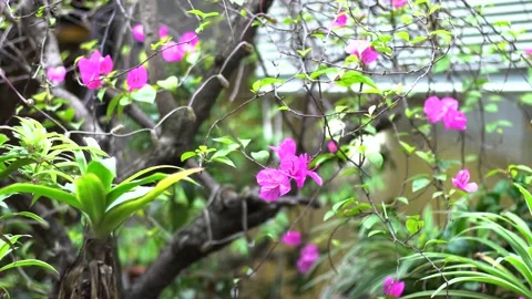 Flowers (3) 動画素材 145822832