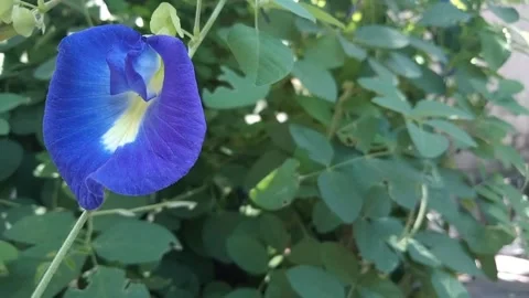 Flowers 3 Video stock 216397244