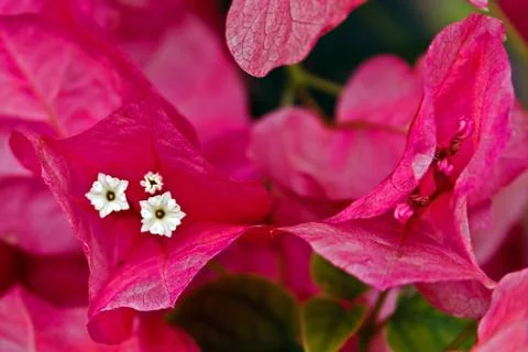 Flowers 3 Stock Photos