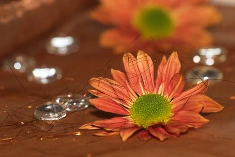 Flowers #3 Stock Photos