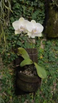 Flowers 3 库存照片