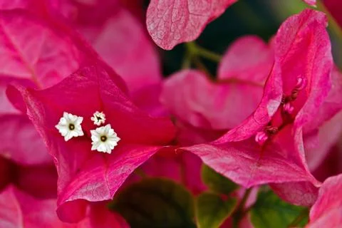 Flowers 3 Stock Photos