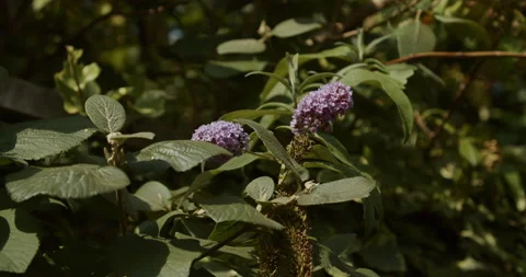 Flowers 3 | Purple  | 4k Stock Footage