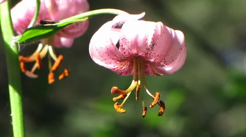 Flowers 30 Stock-Footage 1064894