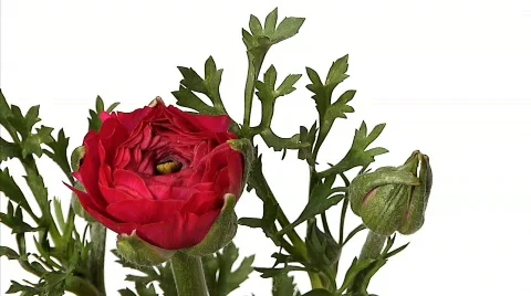 Flowers 31 Stock-Footage 330384