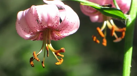 Flowers 31 Stock Footage 1064899