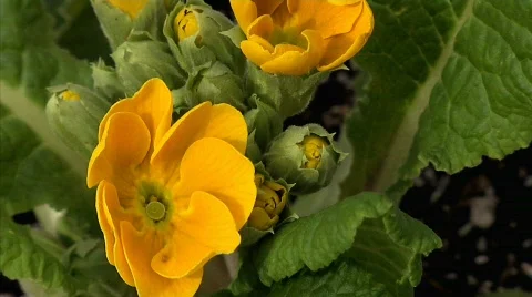 Flowers 32 Stock-Footage 330386