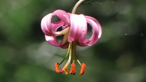 Flowers 32 Video stock 1064897