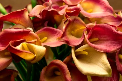 Flowers 32 Stock Photos