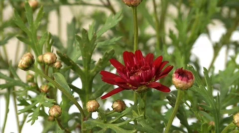 Flowers 33 Stock Footage 330387