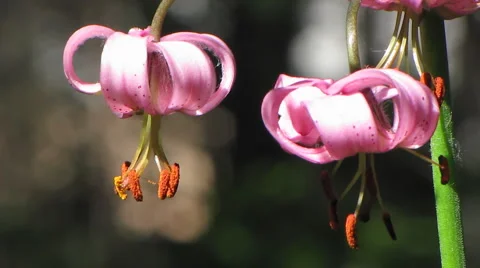 Flowers 33 Stock Footage 1064902