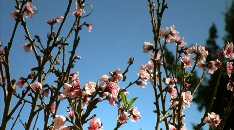 Flowers 34 Stock-Footage 330484