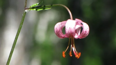 Flowers 34 Stock Footage 1064898