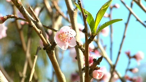 Flowers 35 Stock Footage 330490