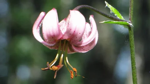 Flowers 35 Stock Footage 1064903