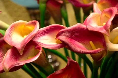 Flowers 35 Foto stock