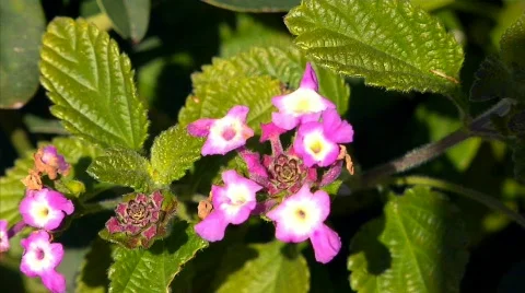 Flowers 36 Stock Footage 330491