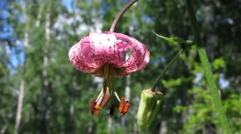 Flowers 36 Stock Footage 1064906