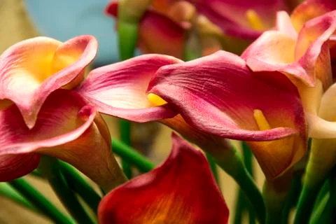 Flowers 36 Stock Photos