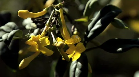 Flowers 37 Stock Footage 330493