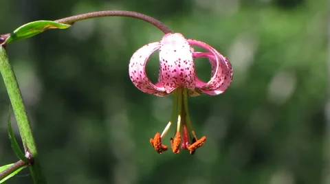 Flowers 37 Stock Footage 1064905