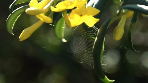 Flowers 38 Stock Footage 330494