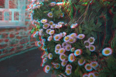 Flowers, 3D Anaglyph Stock Photos