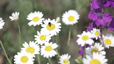 Flowers (4) Stock Footage 102397711