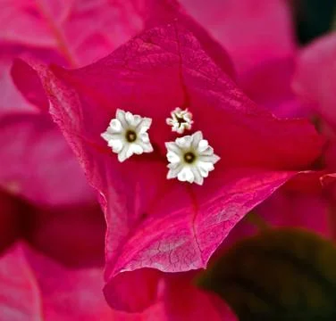 Flowers 4 Stock Photos