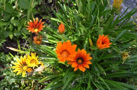 Flowers 4 스톡 사진