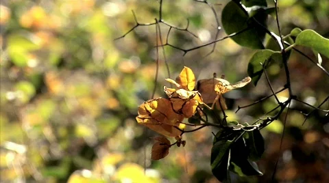 Flowers 40 Stock Footage 330497