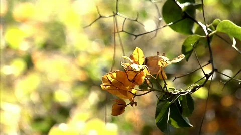 Flowers 41 Stock Footage 330500