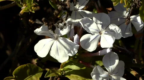Flowers 42 Stock Footage 330512