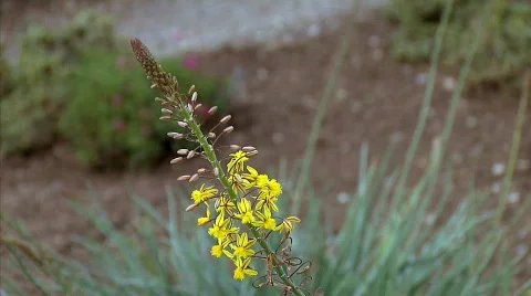 Flowers 43 Stock-Footage 330669