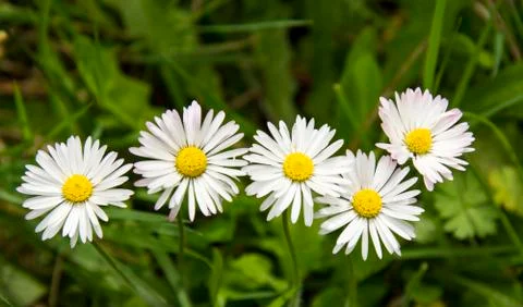 Flowers 43 스톡 사진