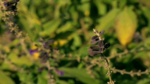 Flowers 44 Stock Footage 330673