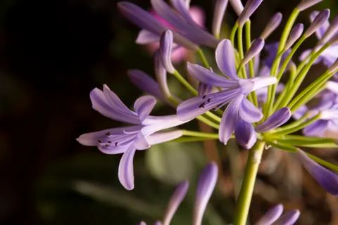 Flowers 44 Stock Photos