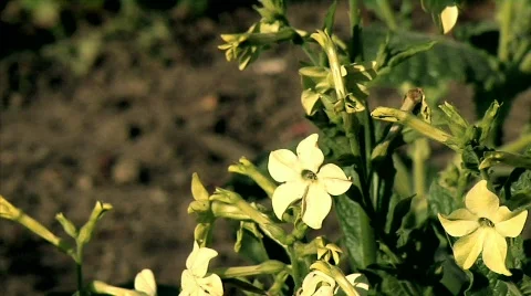 Flowers 45 Stock Footage 330675