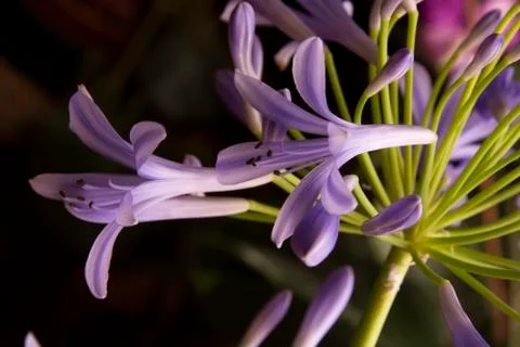 Flowers 45 Stock Photos