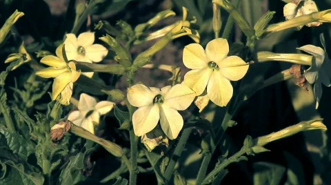 Flowers 46 Stock Footage 330676