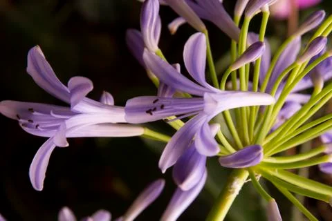 Flowers 46 Stock Photos